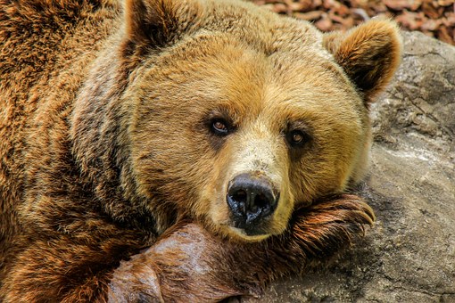 The lazy bear|خرس تنبل